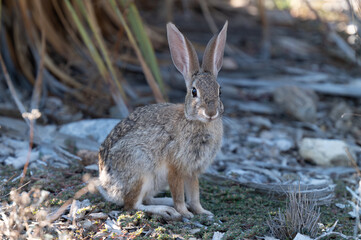 Fototapeta premium wild rabbit in garden