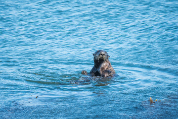 Fototapeta premium single otter in ocean looking up