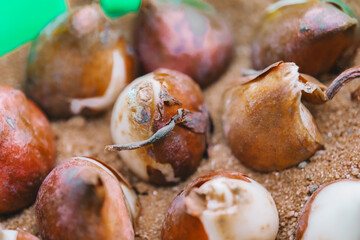 Tulip bulb in the sand.process of planting bulbous perennial flowers. Flower bulbs set in planting baskets.Spring bulbous flowers planting. 