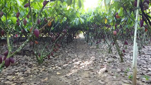 Planta&ccedil;&atilde;o de cacau em Rond&ocirc;nia, Brasil