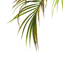 palm Tree Leaves isolated on transparent background. Hyophorbe verschaffeltii. cutout palm tree leaves PNG. palm tree with green leaves on white background. Isolated palm tree on PNG background.