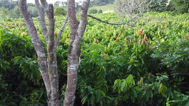 Planta&ccedil;&atilde;o de cacau em Rond&ocirc;nia, Brasil