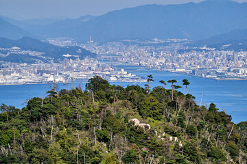 Japan - Miyajima