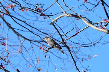 ナナカマドの実を食べるヒヨドリ