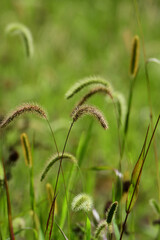 夏の野に咲くエノコログサ