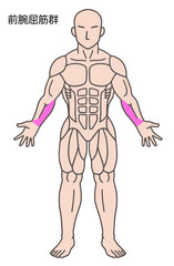 前腕屈筋群、人体の筋肉図