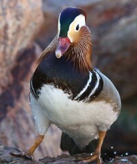 Mandarin Duck
