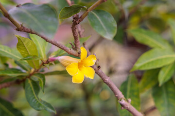 Obraz premium Zbliżenie kwitnącego żółtego kwiatu (Thunbergia erecta)