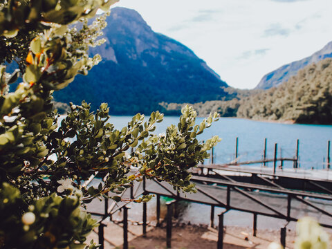 &aacute;rbol florecido, arrayan florecido, muelle, Patagonia 