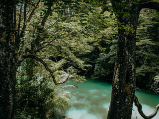 Vista del río entre los árboles, desde el bosque, Patagonia, Argentina, puerto blest