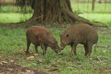 Male babirusa are fighting in the grass during the day