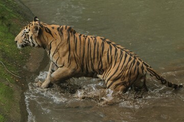 Naklejka premium a bengal tiger walks out of the water