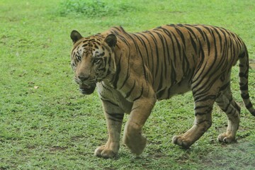 A Bengal tiger walking around in the grass in the morning