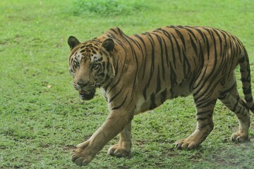 A Bengal tiger walking around in the grass in the morning