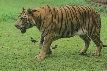 A Bengal tiger walking around in the grass in the morning