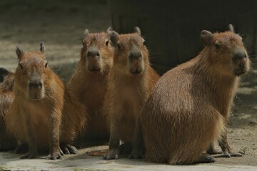 young capybaras huddle on the ground in the morning