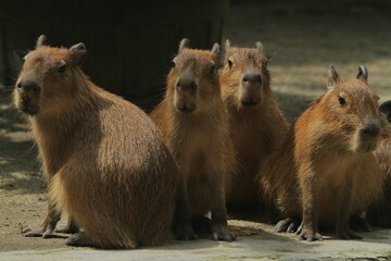 young capybaras huddle on the ground in the morning