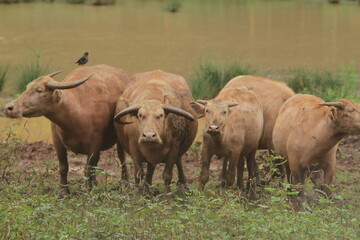 albino male buffalo grazing during the day