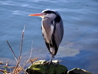 A grey heron (ardea cinereal) perched one-legged on a stone at a pond enjoying the afternoon sun at Hofgarten, Düsseldorf, Germany in February
