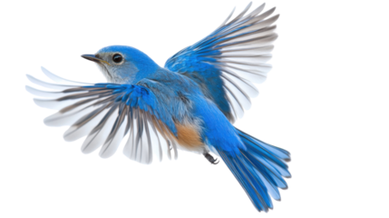 Mountain bluebird flying with open wings on transparent background