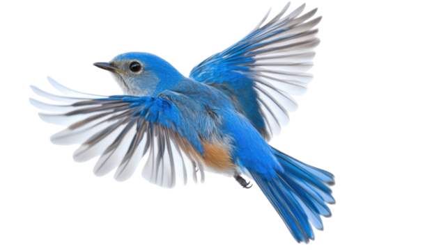 Mountain bluebird flying with open wings on transparent background
