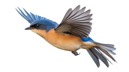 Lazuli bunting bird flying with transparent background