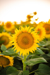 Obraz premium vibrant sunflower in full bloom with a blurred background.