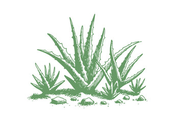 Aloe Vera Plant hand drawn sketch vector illustration isolated