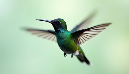 Fototapeta premium Emerald Hummingbird in Flight Green Nature Photography
