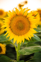 Obraz premium Close-up of a vibrant sunflower in full bloom with a blurred background.