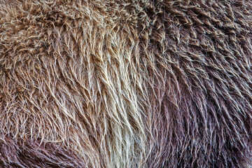 Close-up background texture of grizzly or brown bear fur