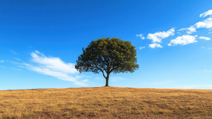 Majestic solitary tree on a golden dry hill beneath a vast blue sky with wispy white clouds, symbolizing strength, resilience, and the timeless beauty of nature in a serene landscape