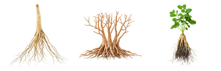 Diverse Root Systems of Different Plants Isolated on transparent background