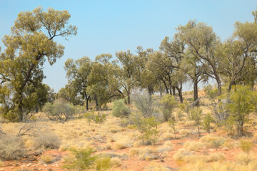 Smalltrees in the dry arid landscape near Stuarts Well in the Northern Territory of Australia with cloudless blue sky.