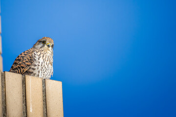 休憩するチョウゲンボウ