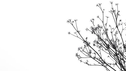 Delicate Branches Adorned With Small White Blossoms