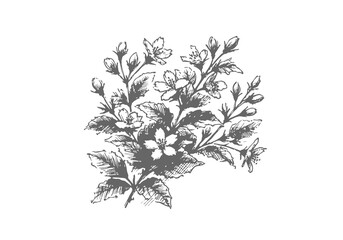 Jasmine Plant hand drawn sketch vector illustration isolated