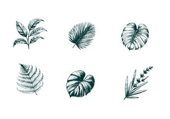 Mixed Decorative Plant hand drawn sketch vector illustration isolated