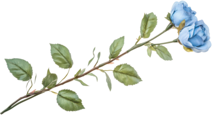 Two light blue roses with green leaves on transparent background