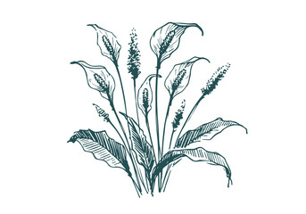 Peace Lily hand drawn sketch vector illustration isolated
