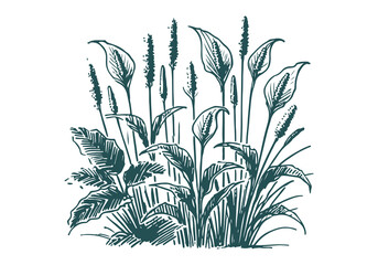 Peace Lily hand drawn sketch vector illustration isolated