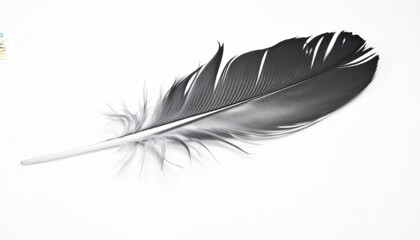 Single Black Feather on White Background Stock Photo