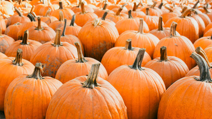 Orange pumpkins on the floor.