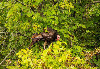 Wild turkey perched in the branches of the trees in Ontario, Canada.