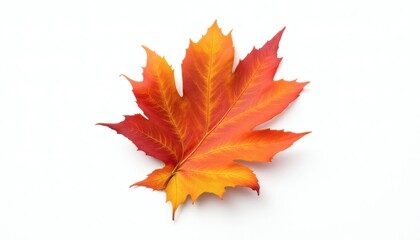 Obraz premium Vibrant Autumn Maple Leaf on White Background