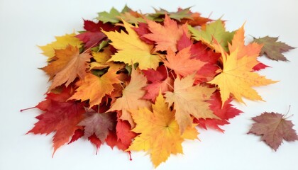Vibrant Autumn Maple Leaves Pile Fall Colors Photography