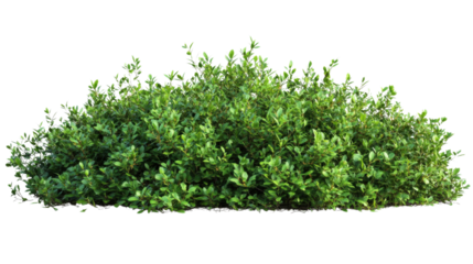 Lush green bush isolated on transparent background for compositing