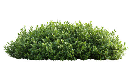 Green bush isolated on transparent background for compositing projects