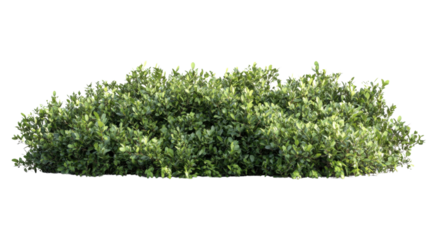 Green bush isolated on transparent background for architectural visualization