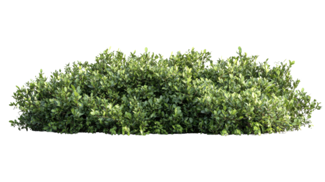 Green bush isolated on transparent background for architectural visualization